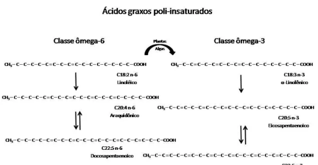 Figura 1. Ácidos graxos poli-insaturados essenciais 