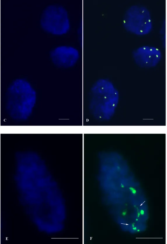 Figura 1.  Células de A. sativa 2424.  (A) Célula metafásica com coloração DAPI; (B) Marcação dos NORs  (cada  par  representado  por  uma  cor)  com  sonda  pTa71;  (C)  Núcleos  interfásicos  com  coloração  DAPI;  (D)  Marcação  dos  NORs  com  sonda  p