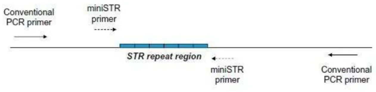 Figura  2.  Imagem  ilustrativa  do  local  de  ligação  dos  primers  dos  miniSTR  comparativamente  aos  primers convencionais de STR
