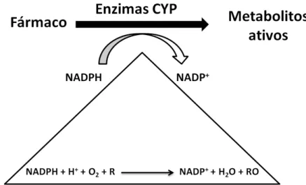 Figura 1 – Reação de redox dos enzimas CYPs.  
