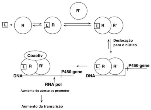 Figura  4 –  Modelo  simplificado  da  regulação  dos  genes  do  citocromo  P450  por  indução  (adaptado  de  Creveling, 2001) 