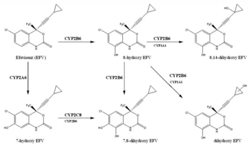 Figura  6  –  Esquema  do  metabolismo  mono-oxidativo  e  dioxidativo  do  EFV  (adaptado  de  (Avery,  VanAusdal, Hendrix, &amp; Bumpus, 2013) 