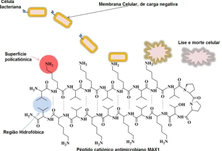 Figura 4 – Mecanismo de ação antimicrobiana do péptido MAX1, um exemplo de molécula catiónica  (adaptado de McCloskey, Gilmore, &amp; Laverty, 2014)   