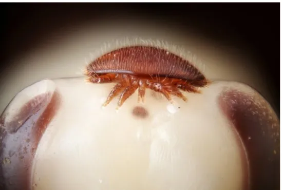 Figura n.º 9 - Fêmea de Varroa destructor na cabeça de uma larva de abelha (Martin, 2010)