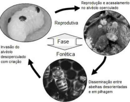 Figura n.º 10 - Fase reprodutiva e forética do ciclo de vida da Varroa (adaptado de  Rosenkranz, Aumeier &amp; Ziegelmann, 2010)