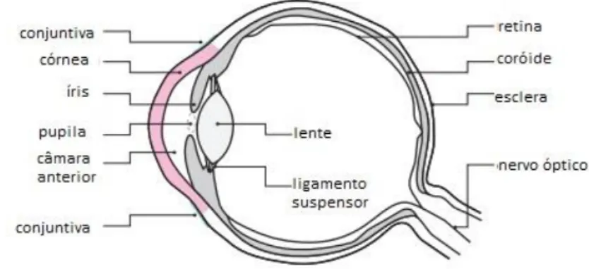 Figura 1 - Anatomia do olho. Fonte: Arnold &amp; Lehmkuhler, 2012. 