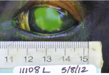 Figura  9  -  Olho  após  a  aplicação  de  fluoresceína.  Note-se  o  padrão  do  corante  em  que  a  área  de  fluoresceína  no  olho  é  continua  com  outra  área  corada  na  junção  esclero-corneana