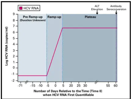 Figura 3 – Dinâmica da replicação do vírus da hepatite C na infeção aguda: 
