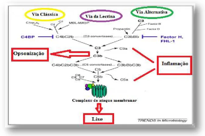 Figura 11- Sistema do complemento e respetivas vias de atuação. As três vias levam à formação  de convertase C3 que possui a capacidade de clivar C3 a C3a (anaflitoxina) e C3b (opsoninas)