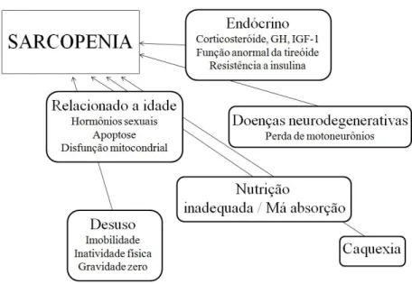 Figura  4.  Mecanismos  da  sarcopenia.  Adaptado  de  Cruz- Cruz-Jentof et al., 2010