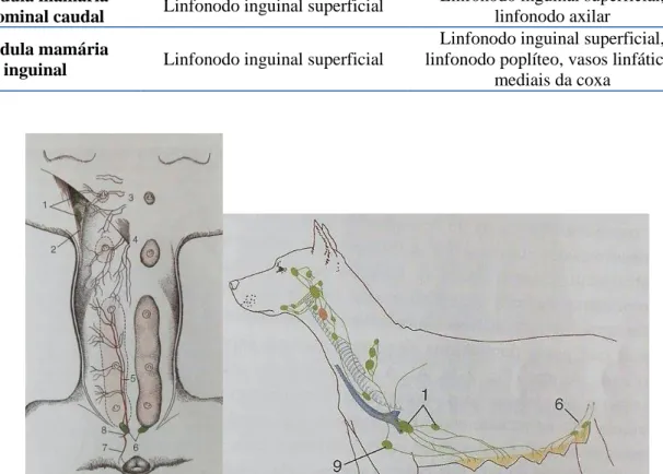 Figura  2a  e  2b–  Linfonodos  e  vasos  sanguíneos  das  glândulas  mamárias  da  cadela                                  (adaptado de Dyce et al., 2010) 