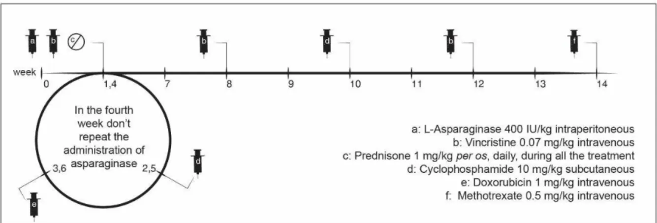 Figure 9. Noninvasive protocol for ferret lymphoma 