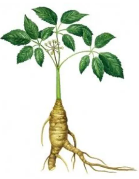 Figura 1. Gravura representativa do aspecto geral da planta madura (6-7 anos) de Panax ginseng