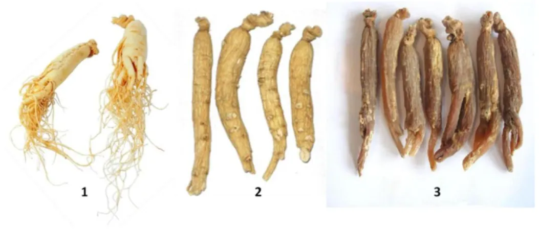 Figura 2. Diferentes tipos de ginseng comercializados: fresco (1); branco (2); vermelho (3)