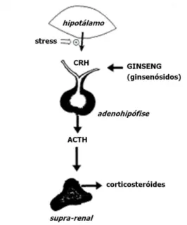 Figura  9.  Local  da  acção  adaptogénica  dos  ginsenósidos,  provocando  o  aumento  da  esteroidogénese  adrenal  por  acção  indirecta  através  da  glândula  pituitária