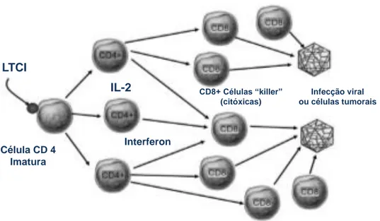 Figura 5: Sob ataque viral, as células CD4+ não amadurecem, não produzem IL-2 e interferão, e  consequentemente, não conseguem estimular as células CD8+