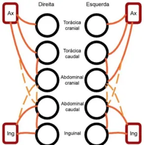 Figura  2. Rede linfática das glândulas mamárias na espécie canina (adaptado de  Moore &amp; 