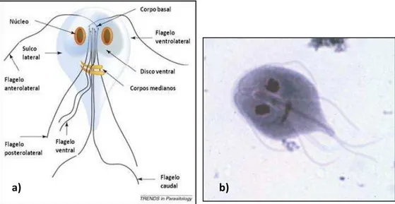 Figura  2    a)  Morfologia  do  trofozoíto  ou  forma  vegetativa  de  G.  lamblia ,  com  o  disco  sucturial, núcleos, corpos medianos e quatro pares de  flagelos (fonte da imagem  Monis  et  al ., 2009)); b) imagem ao microscópio amplificação 1000x (fo
