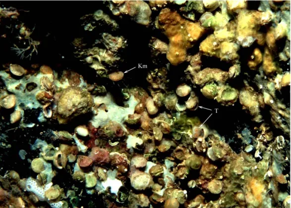 Fig. 2 .  Dense cluster of small brachiopods in cave at depth of 12 m, Tarrafal, Santiago Island, Cape  Verde Islands (photo by P