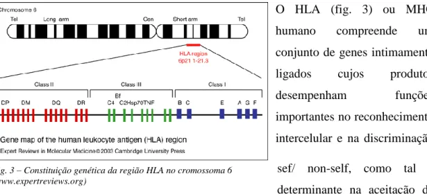Fig. 3 – Constituição genética da região HLA no cromossoma 6  (www.expertreviews.org) 