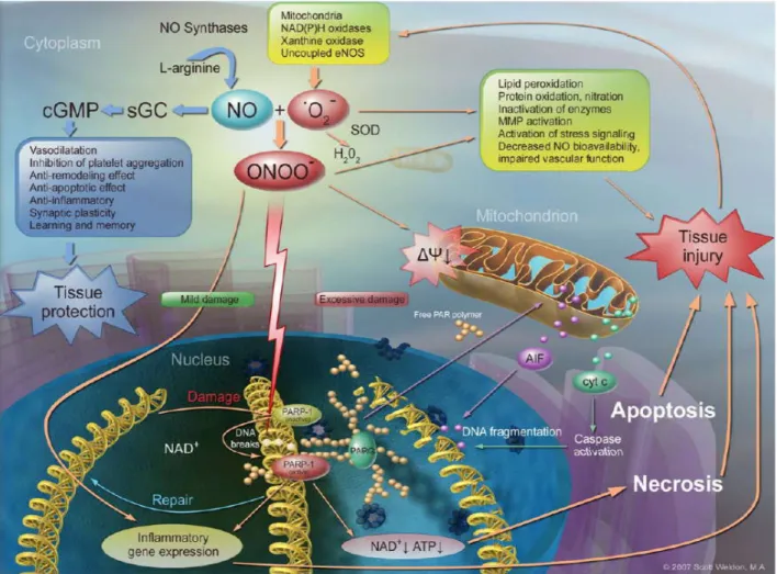 Figura I.1: Mecanismos  moleculares  mediados pelo peroxinitrito  na  morte celular. O óxido nítrico e o radical anião  superóxido reagem originando o peroxinitrito, o qual pode promover danos tanto a nível de organelos celulares como  de biomoléculas