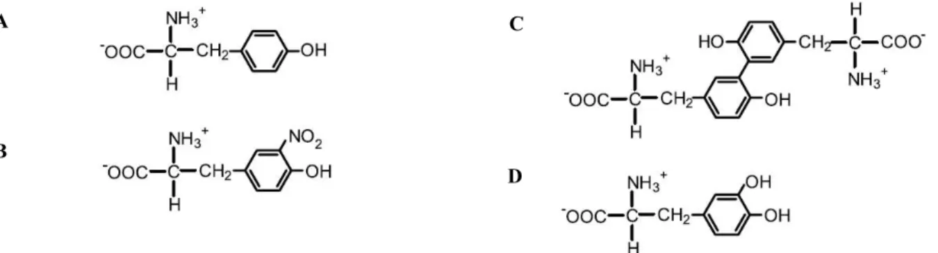 Figura  I.4:  Representação  das  modificações  oxidativas  da  tirosina  por  reacções  dependentes  de  peroxinitrito