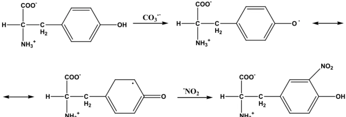 Figura I.5: Mecanismo de formação de 3-nitrotirosinas mediado por peroxinitrito. Em primeiro lugar, o ONOO -  reage  com o  CO 2  originando  os radicais   NO 2  e CO 3 