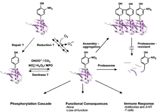 Figura  I.6:  Consequências  da  nitração  de  tirosinas  nas  proteínas  que  conduzem  à  formação  de  3-nitrotirosinas