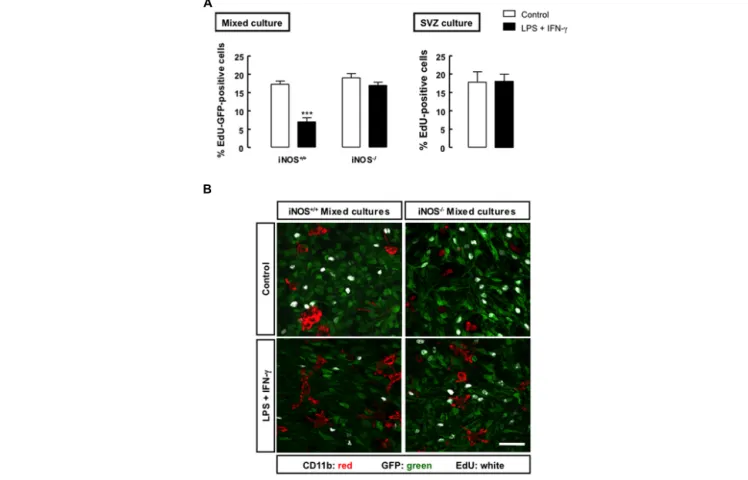 FIGURE 3 | Nitric oxide from microglial origin impairs the proliferation of SVZ cells