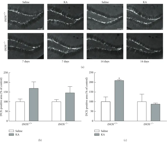 Figure 6: DCX immunoreactivity is dependent on NO, 14 days after seizures. (a) Representative images of DCX (white) immunoreactivity in the dentate gyrus, 7 and 14 days after KA or saline treatment in iNOS +/+ and iNOS −/− mice