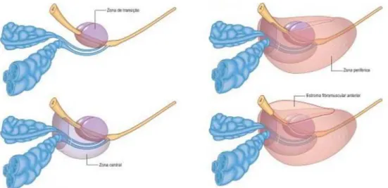 Figura 3: As quatro zonas anatómicas da próstata (adaptada de Standring et al., 2008)