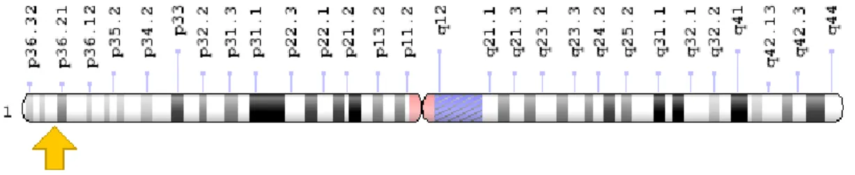 Figura 7: Localização do gene MTHFR no braço curto (p) do cromossoma 1 na posição 36.22 (retirado de  Genetics Home Reference, 2016)