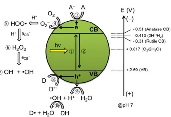 Figure 1.2 - Schematic illustration for energetics and primary reaction mechanism of TiO 2 photocatalysis