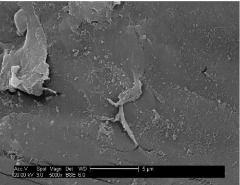 Figure 4.12 – PVDF surface after PSFD with TiO 2  (1.5 g / L at pH =10 solution) (x5000)  Mazille  et  al.,(2009  a)  refer  that  under  irradiation  in  aqueous  TiO 2   suspension  in  equilibrium  with  air,  PVF  films  suffer  photocatalytic  attacks
