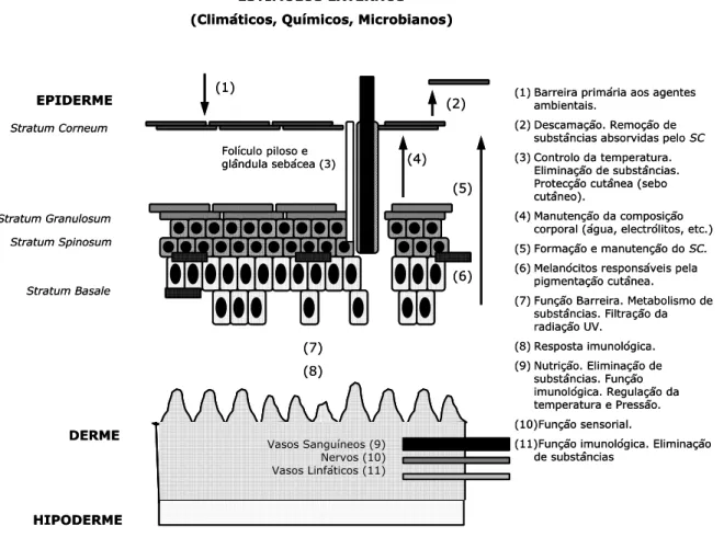 Figura 2: Estrutura da pele e funções desempenhadas  (Adaptado de Toscano, 2004) 