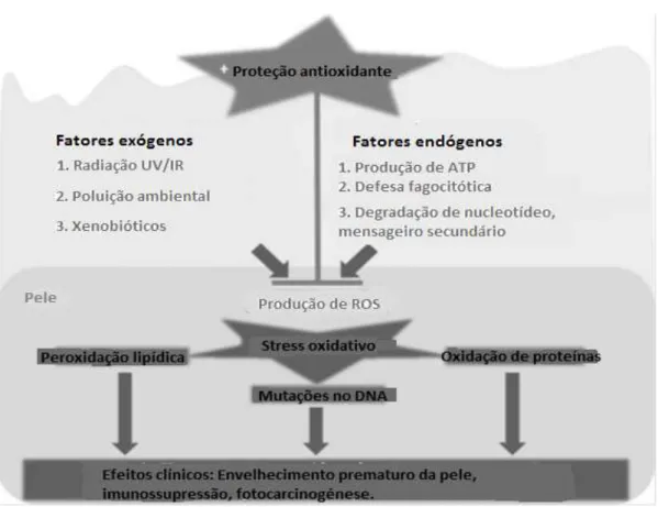 Figura 5: Stress oxidativo  (Adaptado de Lohan et al, 2015) 