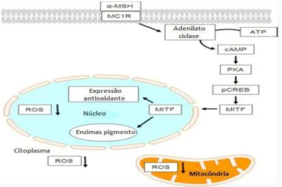 Figura 6: Cascata dos melanócitos: sinalização MC1R  (Adaptado de Ortiz et al, 2014) 