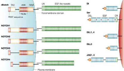 Figura nº 2 – Estrutura dos receptores e ligandos da via Notch em Drosophila melanogaster  e nos mamíferos