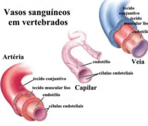 Figura nº 6 - Estrutura dos vasos sanguíneos de vertebrados. In Guerreiro. 