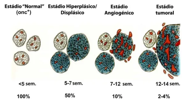 Figura nº 9 - Fases do desenvolvimento dos insulinomas em murganhos transgénicos RIP1- RIP1--Tag2