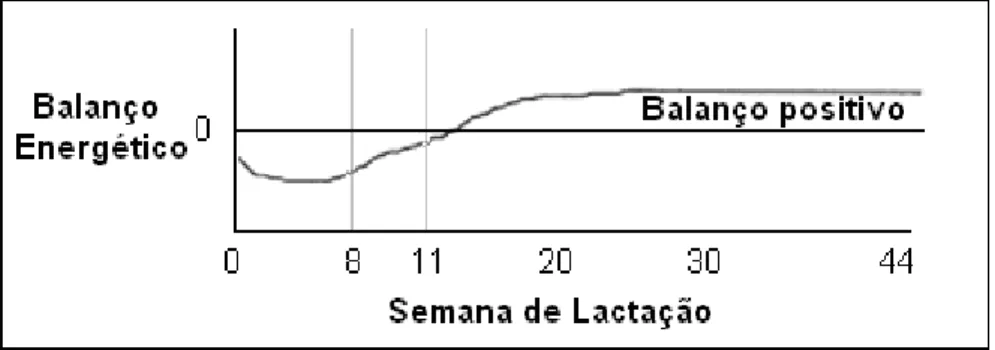 Figura II.2 – Balanço energético durante a lactação (adaptado de Keown e Kononoff,  2007)