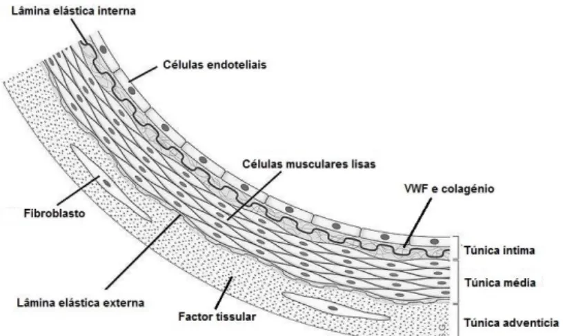 Figura 1: Corte transversal mostrando as diferentes camadas do endotelio 