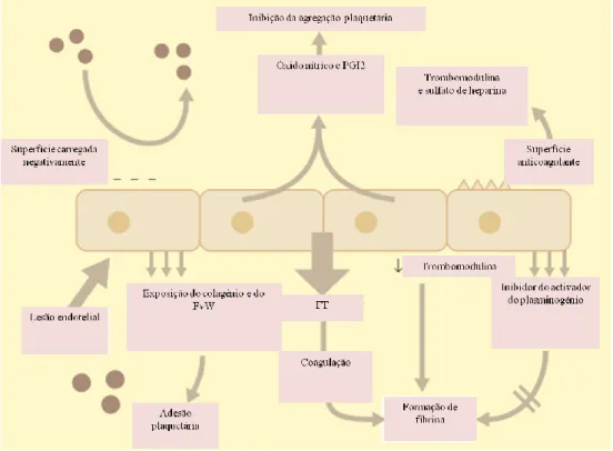 Figura 2: Função hemostática do endotélio  