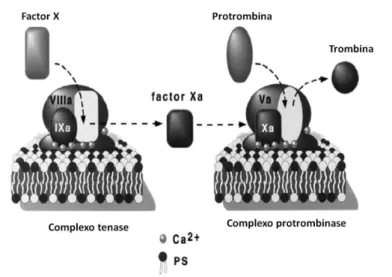 Figura 4: Formação dos complexos tenase e protrombinase