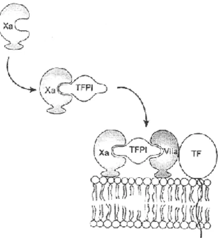Figura 6: Inibição do complexo FT-FVIIa e do FXa pela ligação do TFPI  