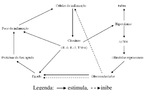 Figura 9: Representação esquemática da actividade dos mediadores da inflamação  