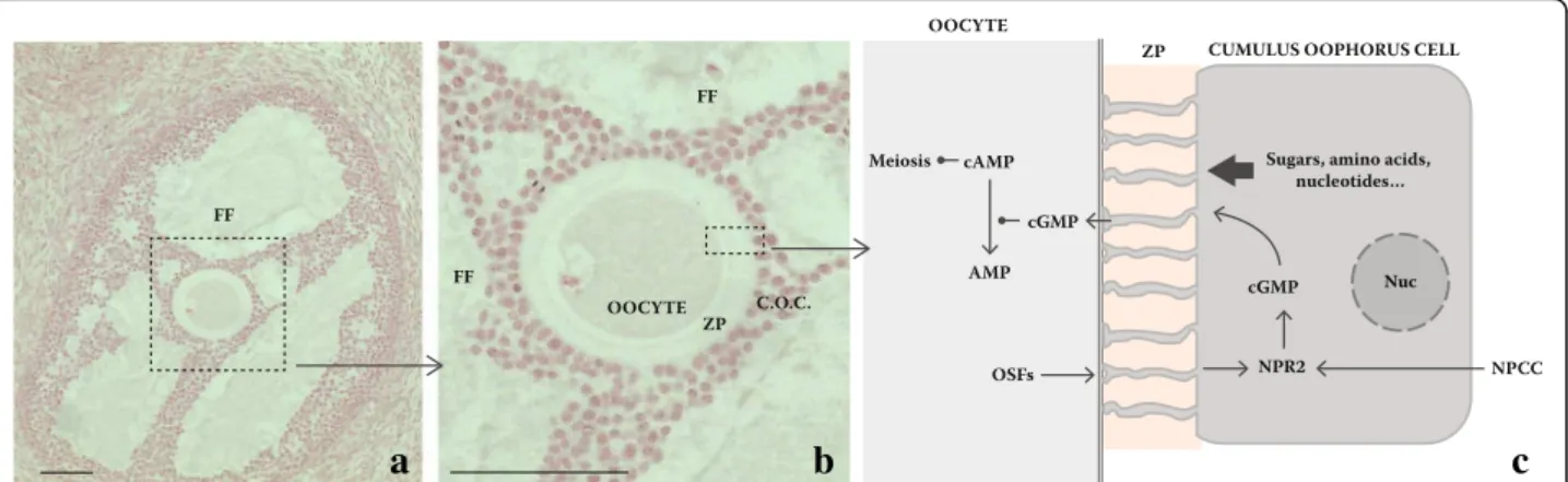 Fig. 1 Essential structure of the follicle and simplified overview of cumulus oophorus cell and oocyte interaction