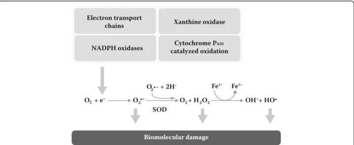 Fig. 2 Endogenous production of superoxide. Electrons generated in mitochondria, endoplasmic reticulum and cell membrane electron transport chains, and oxidation catalyzed by a diversity of enzymes, partially reduce oxygen into superoxide anion (O 2• – ,);