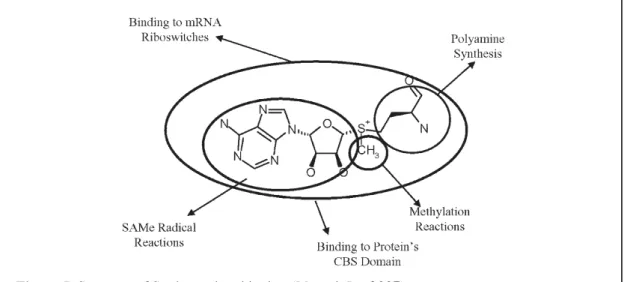 Figure 5. Structure of S-adenosylmethionine (Mato &amp; Lu, 2007).  