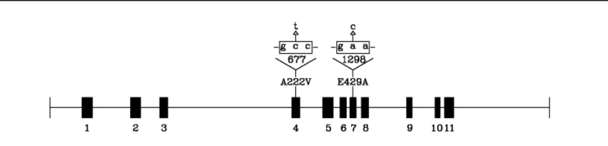 Figure 7. Schematic representation of the MTHFR gene, located on chromosome 1p36.3. Exons are  shown  in  black  boxes